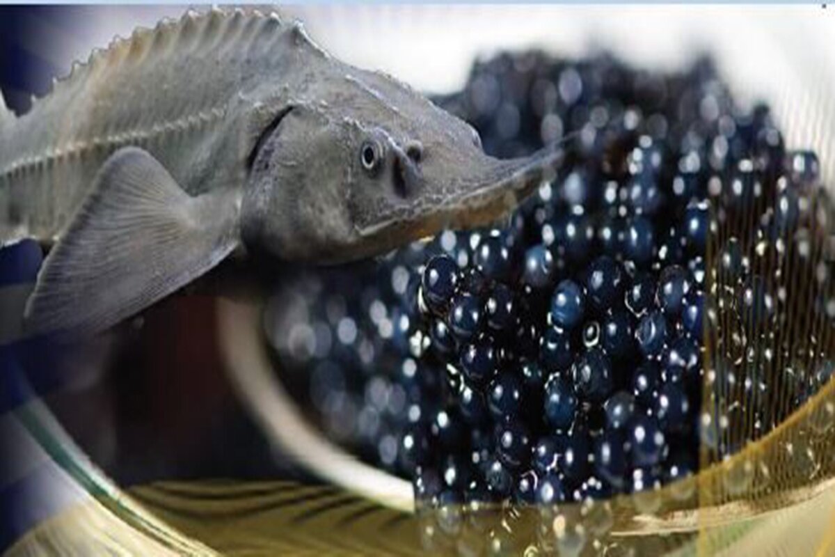 تولید ماهیان خاویاری بهبود یافت