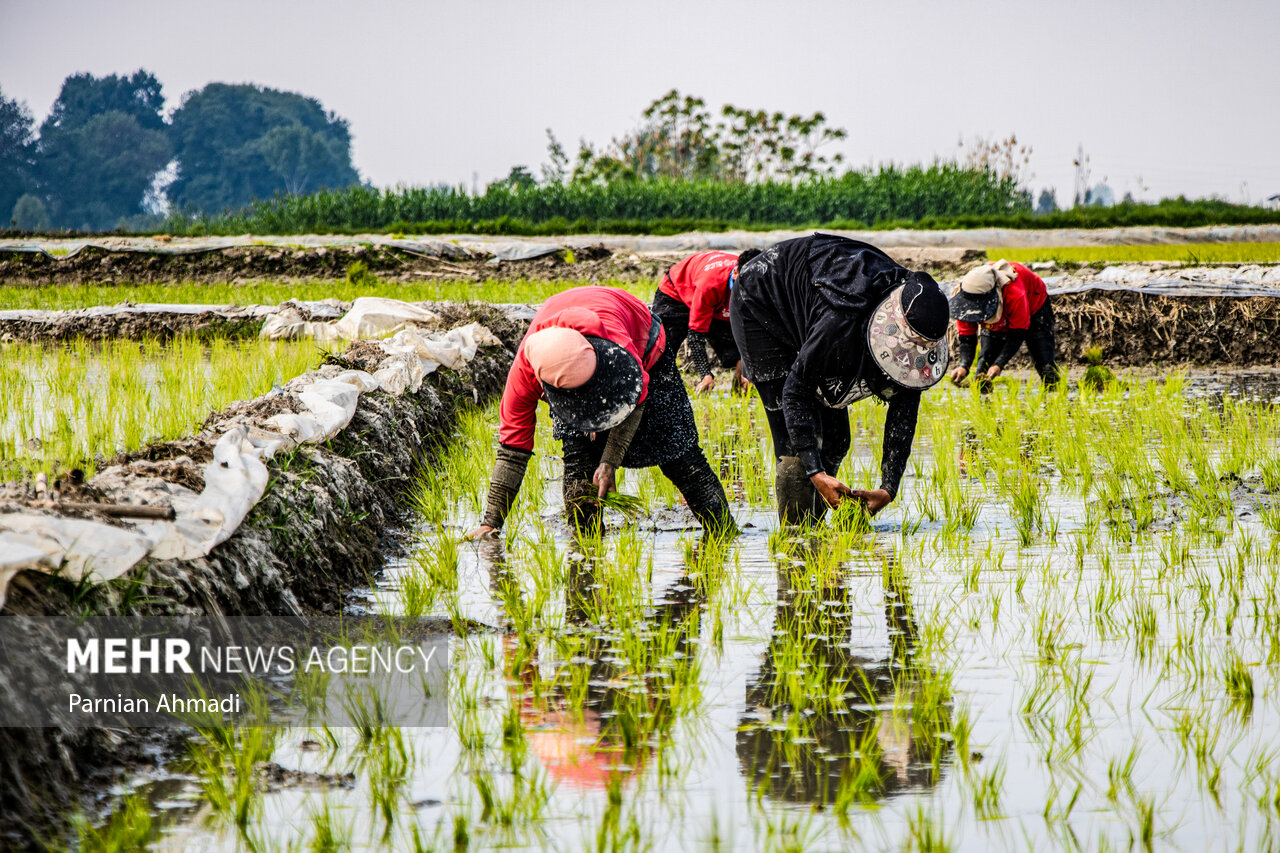 تولید برنج با معیشت مردم تناسب ندارد